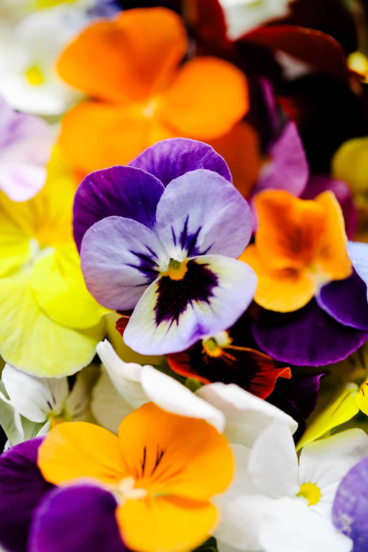 Pansies on a plate prepared for sugared flowers.